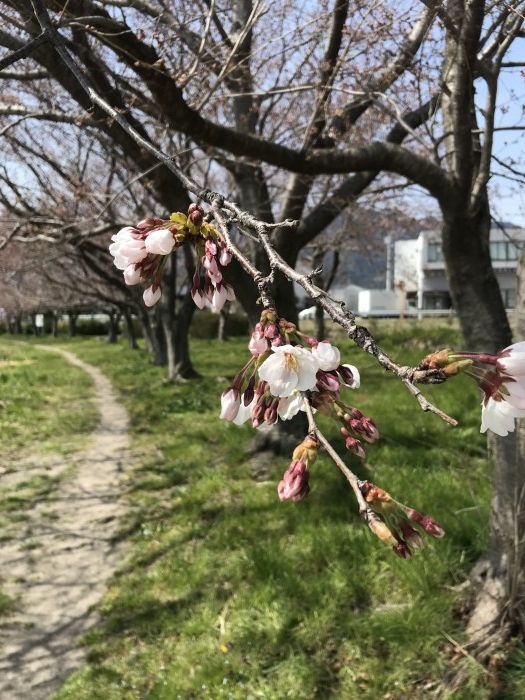 truth  ブログ写真 2020/03/26