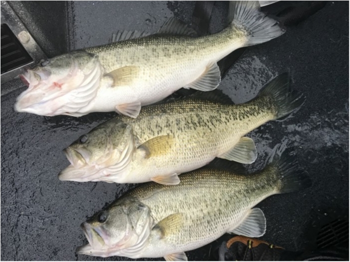 truth  ブログ写真 2020/04/01