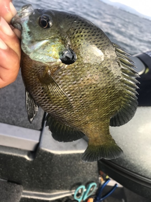 truth  ブログ写真 2020/08/13