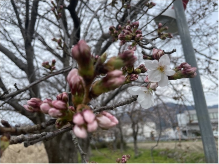 truth  ブログ写真 2021/03/20