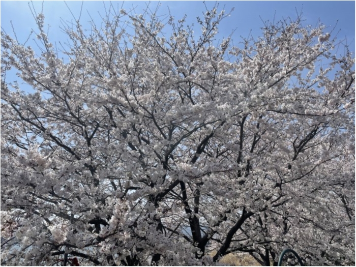 truth ブログ写真 2021/03/27