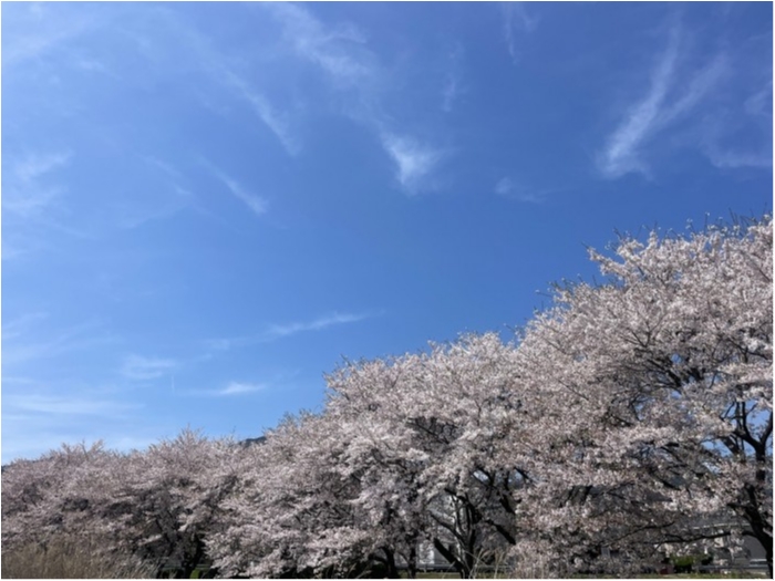 truth  ブログ写真 2024/04/12