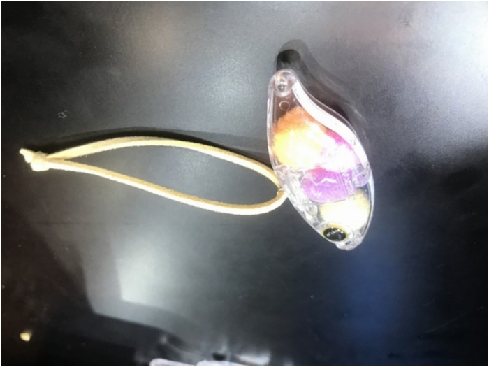 truth ブログ写真 2019/02/04