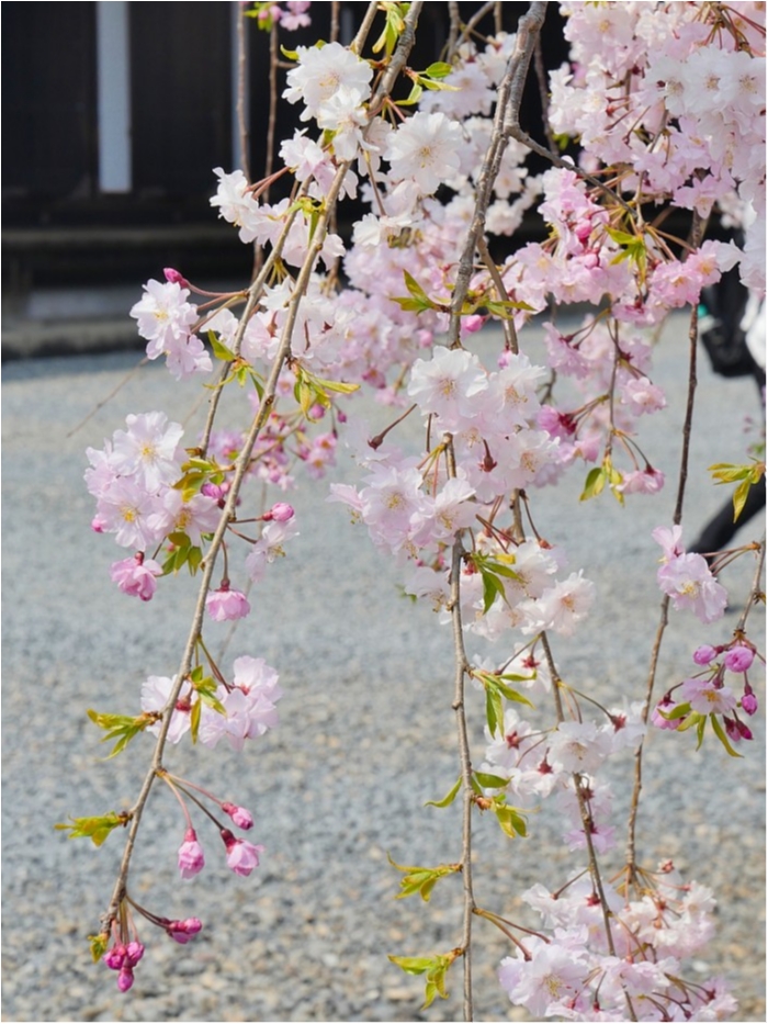 truth  ブログ写真 2019/04/07