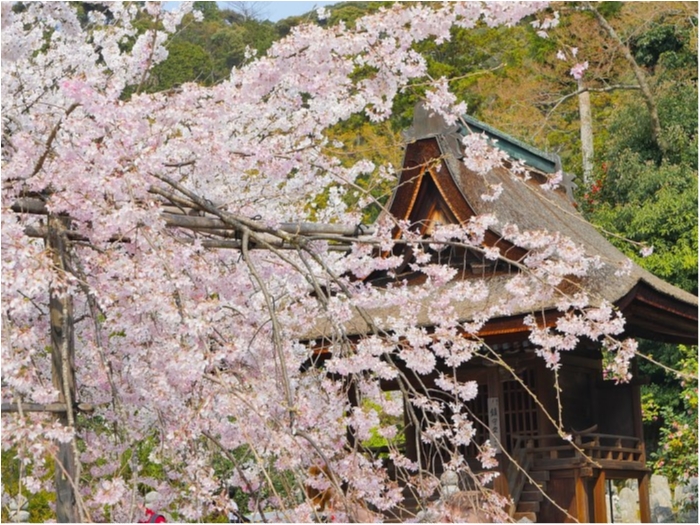 truth  ブログ写真 2019/04/07