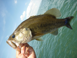夏パターンでフォーリングも好調になりつつある。