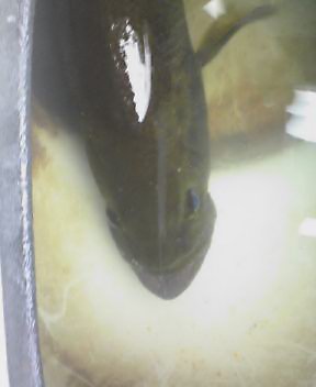 画像を等倍で表示します 画像