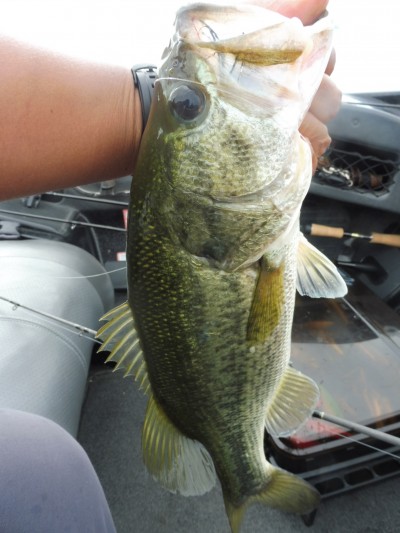 truth smiley_fishing_report ブログ写真 2015/07/13