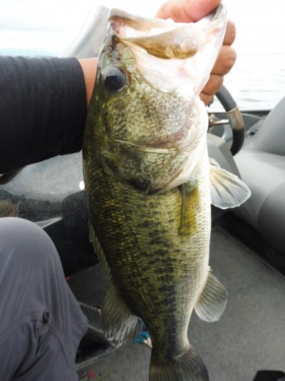 truth smiley_fishing_report ブログ写真 2015/08/06